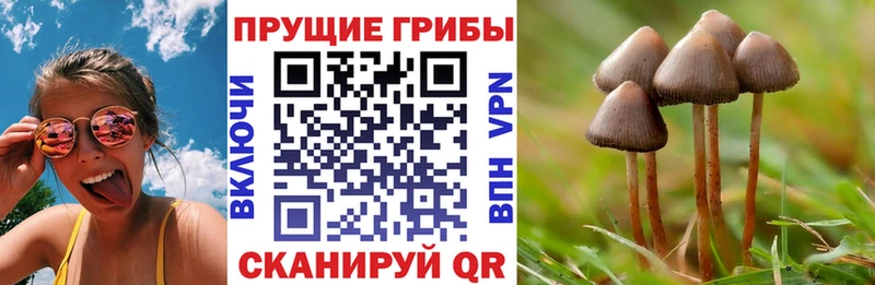 Псилоцибиновые грибы прущие грибы  цена наркотик  ОМГ ОМГ tor  Цоци-Юрт 